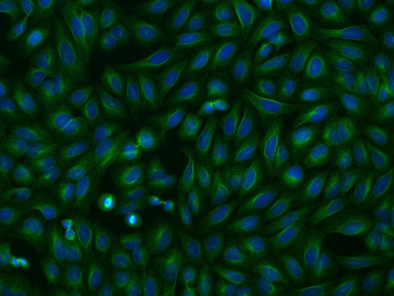 C10orf26 / OPAL1 Antibody