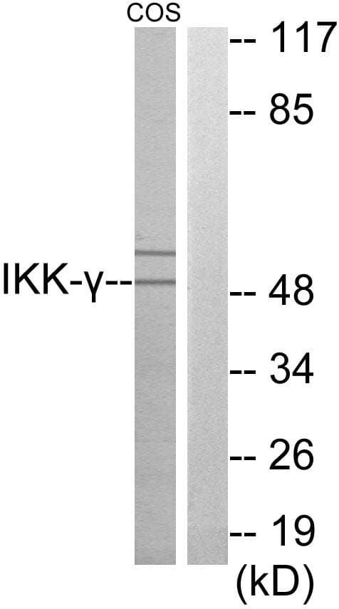 IKBKG / NEMO / IKK Gamma Antibody