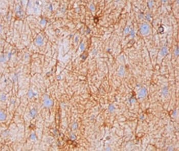 GFAP Antibody (clone GA-5, Azide-free, BSA-free)