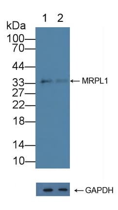 BM022 / MRPL1 Antibody (aa147-285)