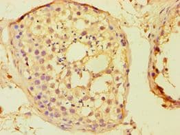 BOULE / BOLL Antibody (aa1-283)