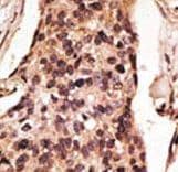 SIGLEC8 Antibody (aa373-406)