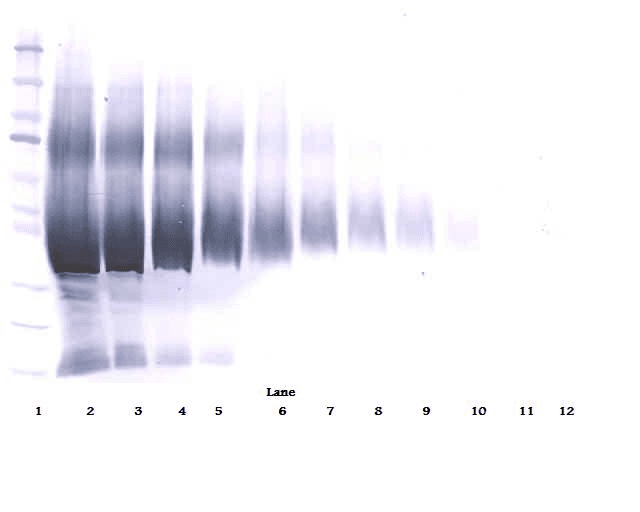 Polyclonal Rabbit anti-Human IGFBP5 Antibody (Biotin, WB)