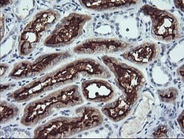 ANAPC11 / APC11 Antibody (clone OTI1A8)