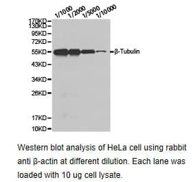 CSRP3 Antibody