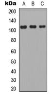 APOBR / APOB48R Antibody (N-Terminus)