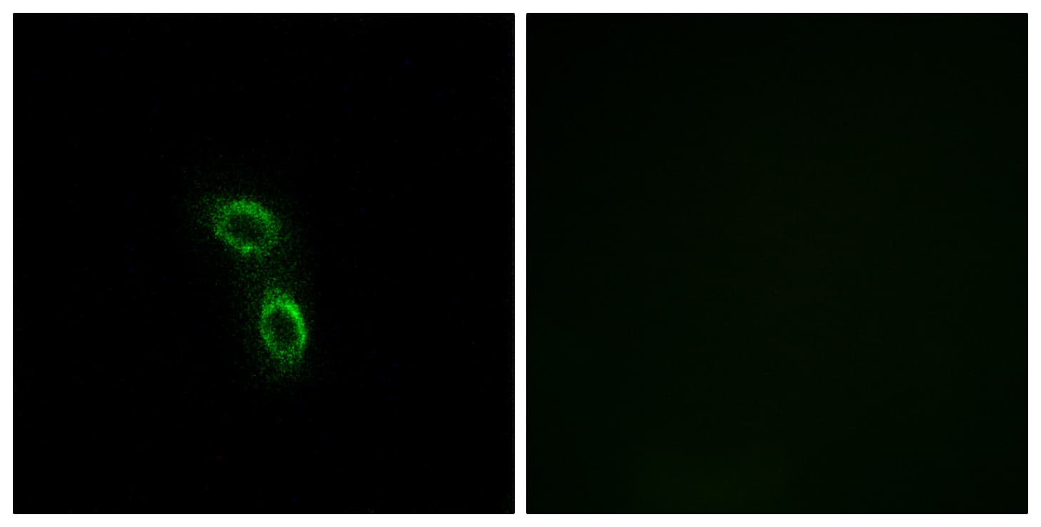 ARMC6 Antibody (aa431-480)