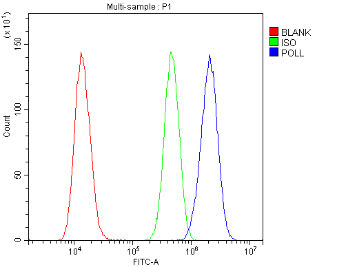 POLL / DNA Polymerase Lambda Antibody