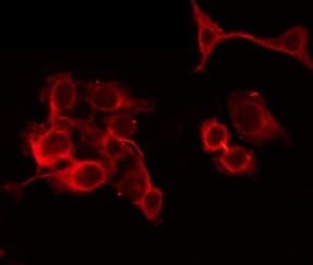 PAOX / PAO Antibody