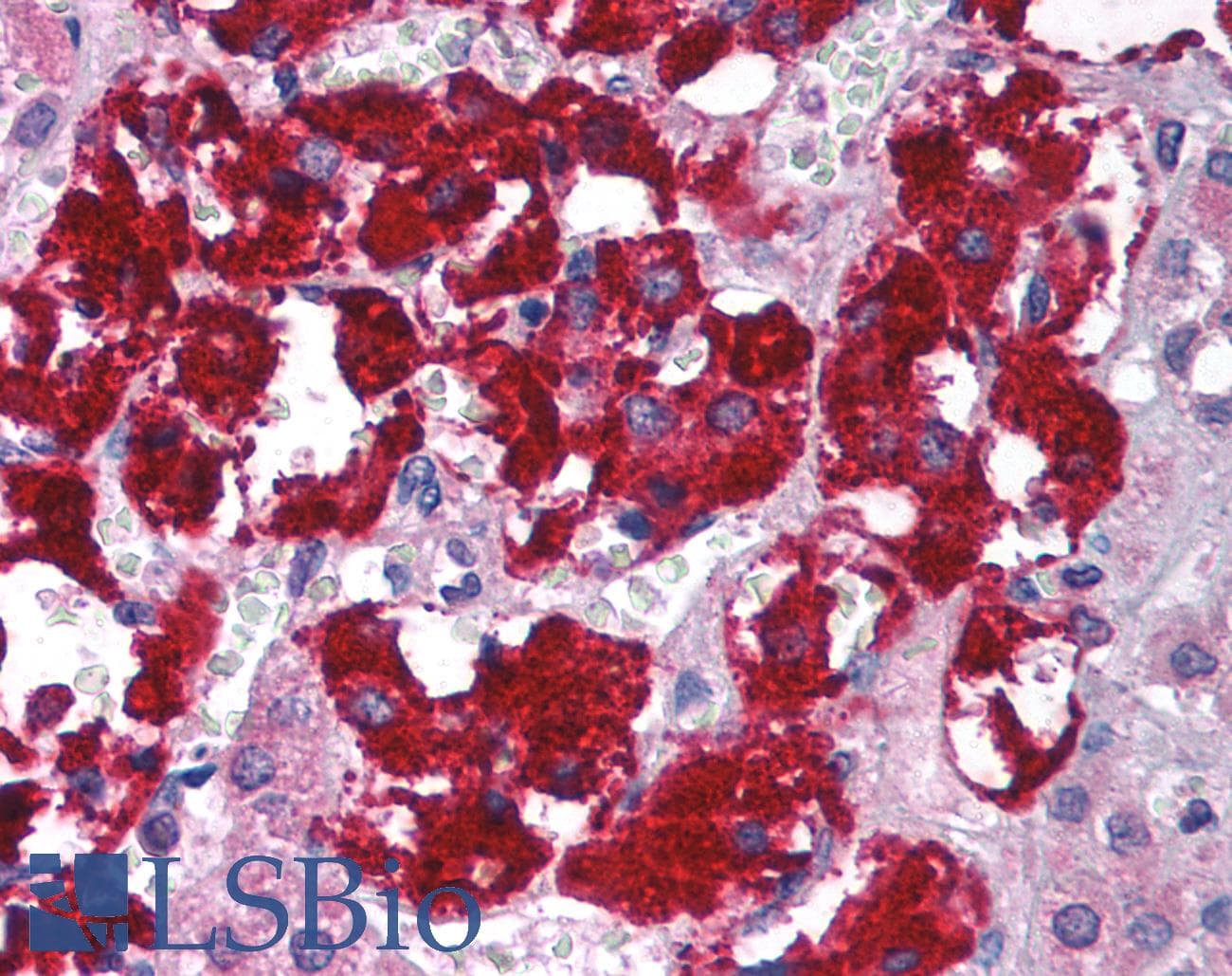 GNB2L1 / RACK1 Antibody (C-Terminus)