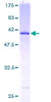 Human USP24 Protein (Recombinant GST)