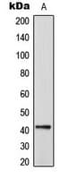 CEP41 / TSGA14 Antibody (Internal)