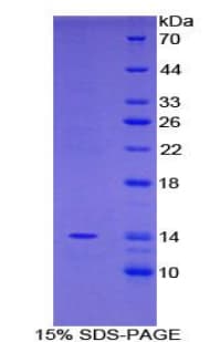 Mouse FAM19A2 / TAFA2 Protein (Recombinant His-T7)