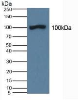 AOC1 Antibody (aa347-466)