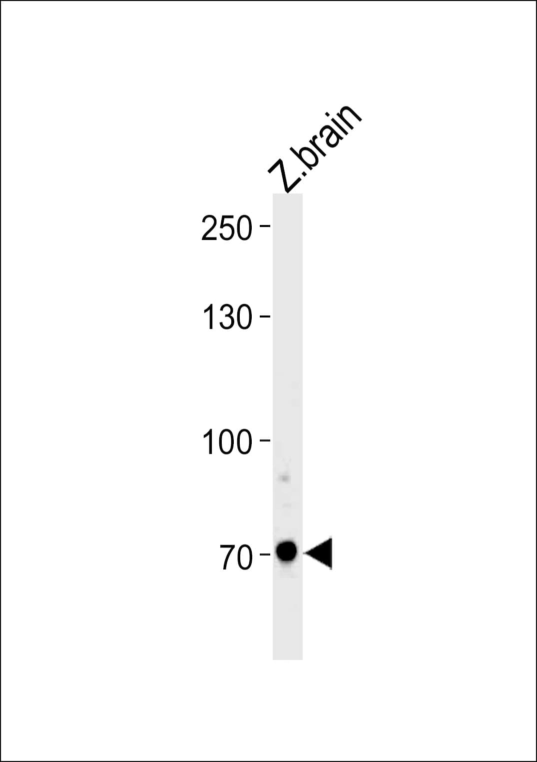 ARNT2 Antibody (aa475-501)