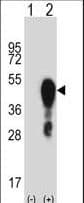 HOXA1 Antibody (aa191-219)
