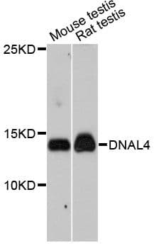 DNAL4 / Dynein Light Chain 4 Antibody