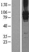 GRM7 / MGLUR7 Protein (Over-Expression Lysate Myc-DDK (Flag))