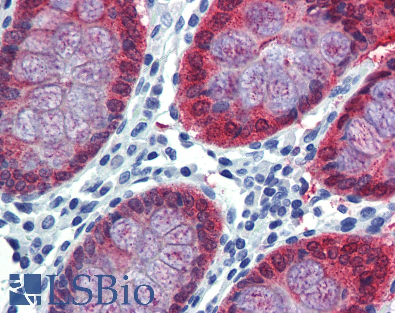 HOXC8 Antibody (aa35-84)