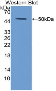 TLR2 Antibody (aa595-760)