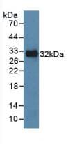 MAPK8 / JNK1 Antibody (aa145-419)