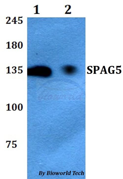 SPAG5 / MAP126 Antibody