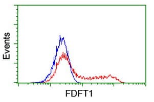 FDFT1 / Squalene Synthase Antibody (clone OTI1H9)