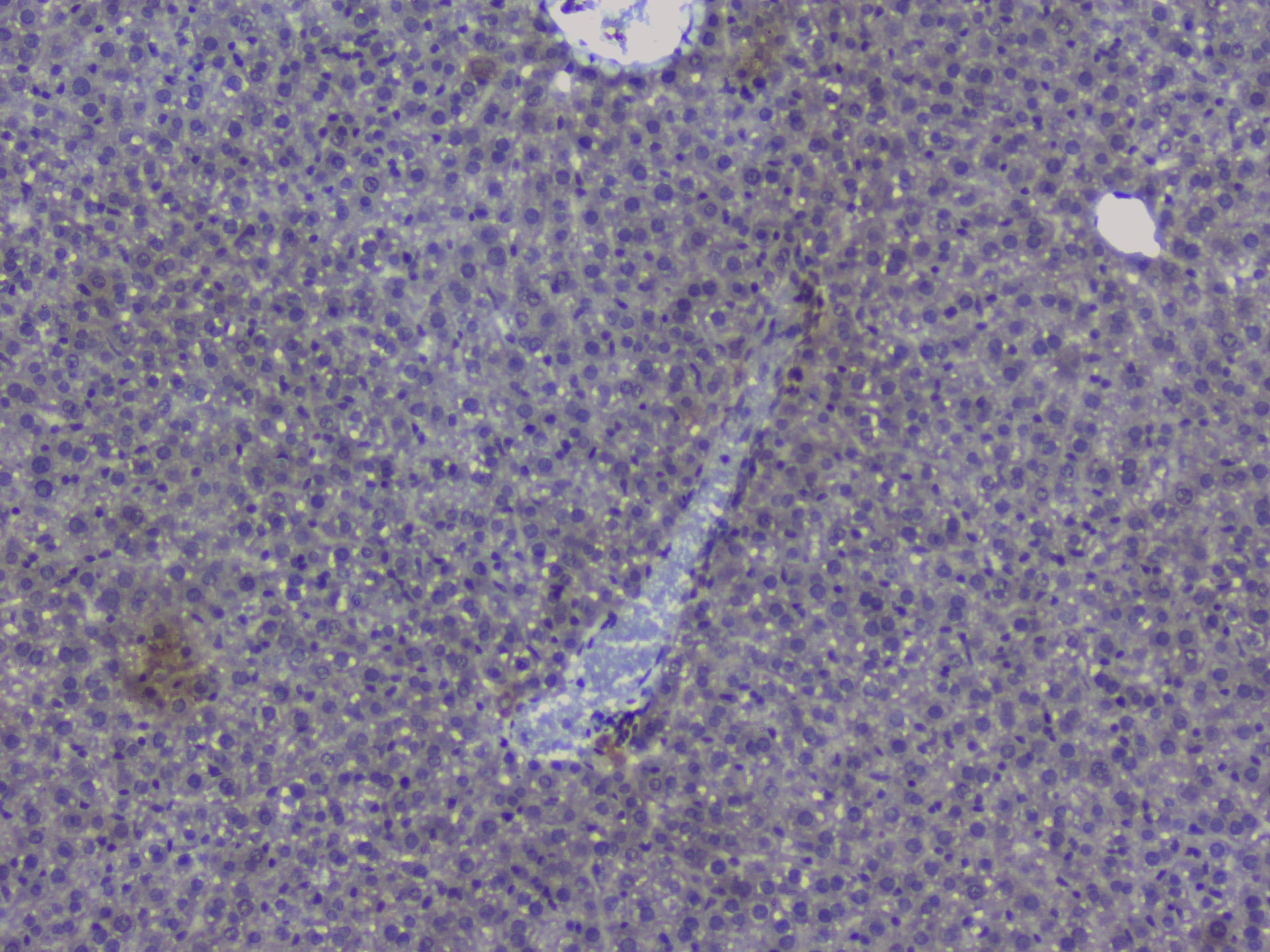 NRF1 / NRF-1 Antibody