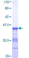 Human PDE3B Protein (Recombinant GST, N-terminus)