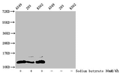 HIST1H4I Antibody