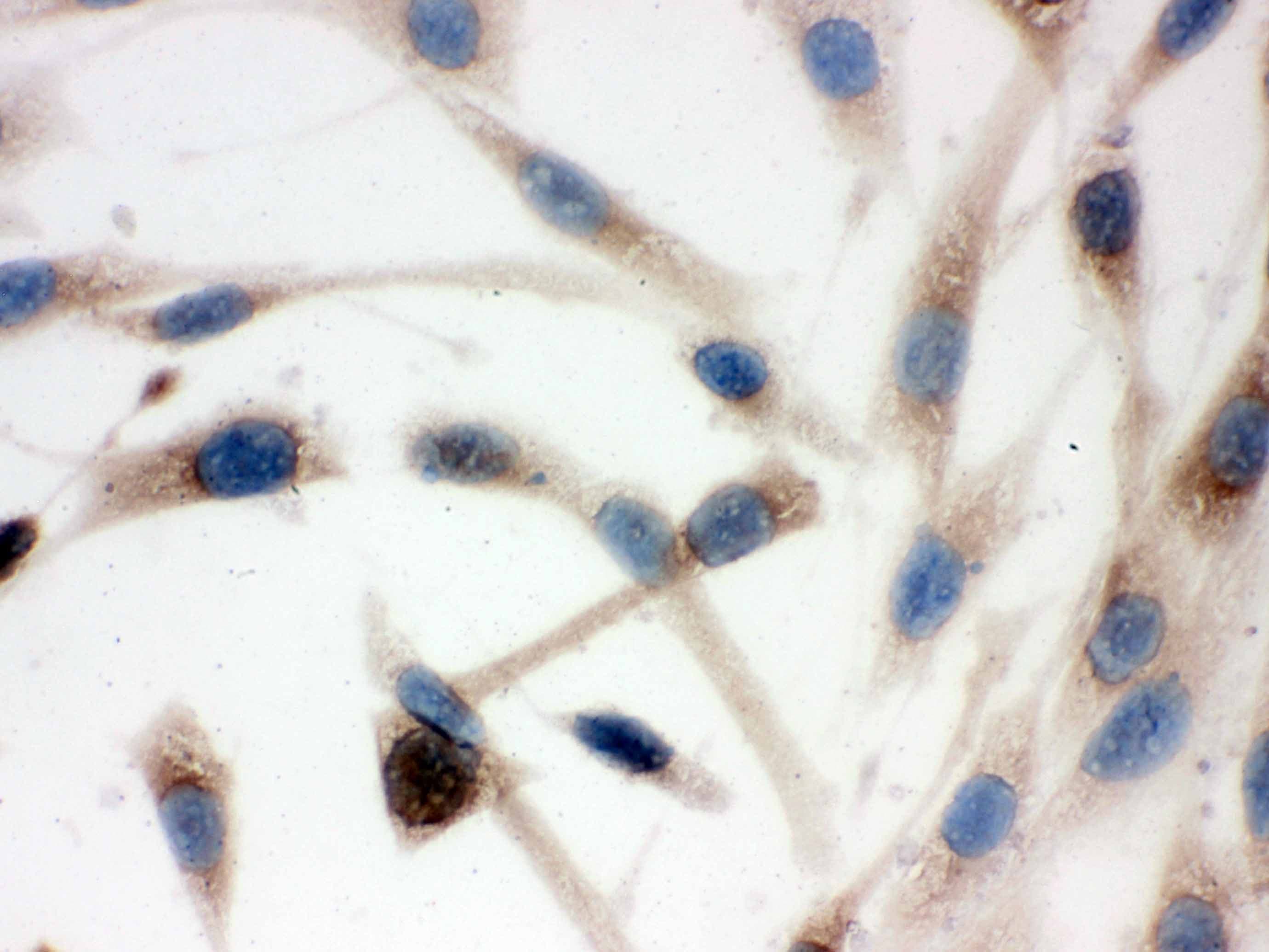 CCT4 / SRB Antibody