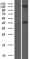 INHBB / Inhibin Beta B Protein (Over-Expression Lysate Myc-DDK (Flag))