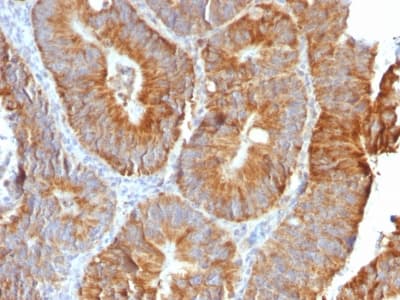 TNFSF15 / TL1A / VEGI Antibody (clone VEGI/2052R, Azide-free, Carrier-free)