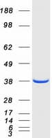 Human NAPG Protein (Recombinant Myc-DDK (Flag))