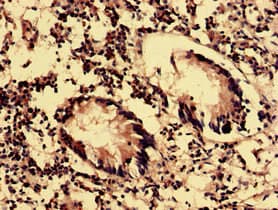 OLFML2B Antibody
