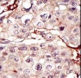 AURKB / Aurora-B Antibody (aa283-313)