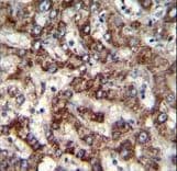 TRIM59 Antibody (aa68-96)