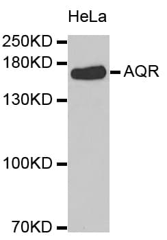 AQR Antibody