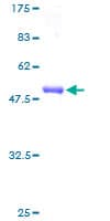 Human CAPNS2 Protein (Recombinant GST)