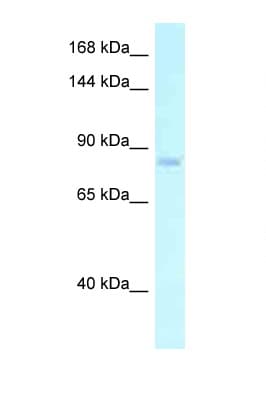 ADGRE2 / EMR2 Antibody (aa92-141)