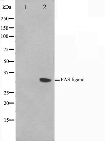 FASLG / Fas Ligand Antibody