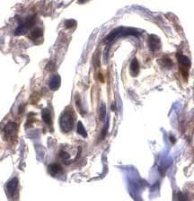 SEPT4 / Septin 4 Antibody (aa3-14)