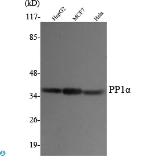 PPP1CA / PP1-Alpha Antibody