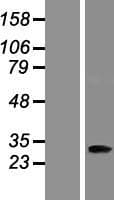 ANKRD45 Protein (Over-Expression Lysate Myc-DDK (Flag))