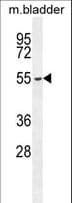 FBXW8 Antibody (aa270-299)
