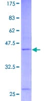 Human RNF24 Protein (Recombinant GST)