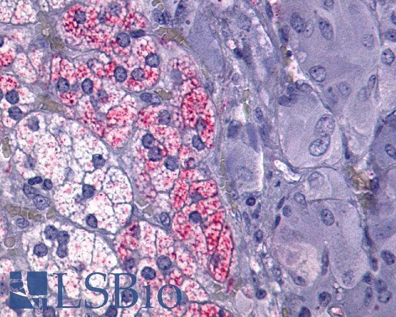PathPlus™ NTSR1 / NTR Antibody (Cytoplasmic Domain)