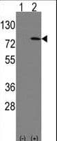 IHC-plus™ LEO1 Antibody (aa130-159)