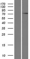 C17orf47 Protein (Over-Expression Lysate Myc-DDK (Flag))