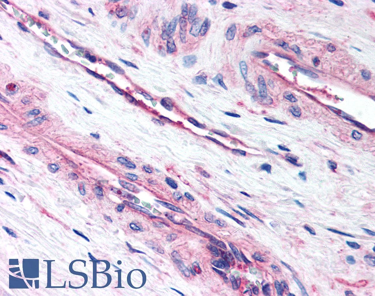 LIPG / Endothelial Lipase Antibody (N-Terminus, DY650)